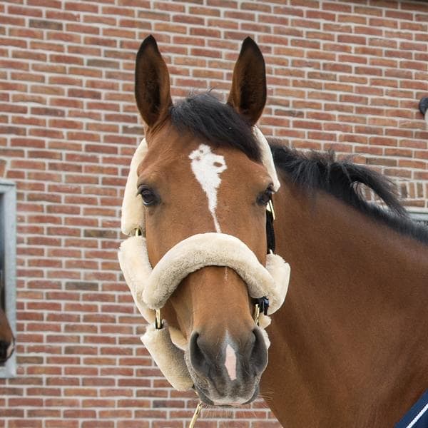 Sheepskin Halter