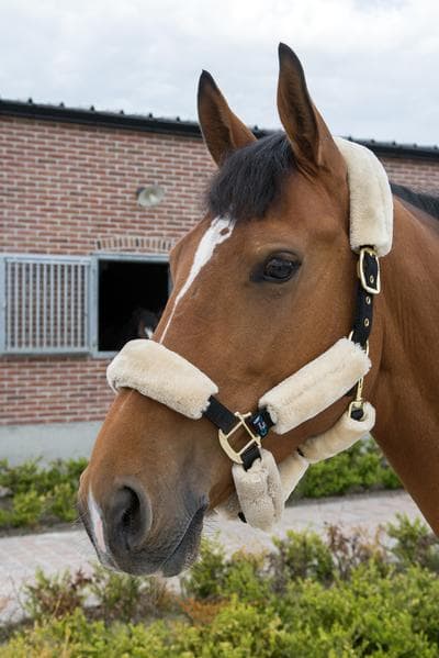 Sheepskin Halter
